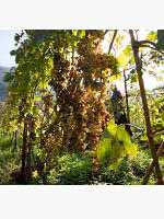 Vendanges  à Lipari © Michel Bacchetta