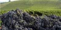 Vendanges dans le Piémont